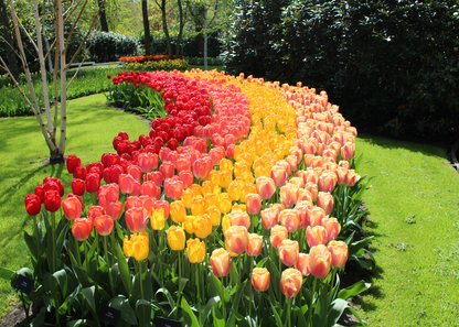 Spring Tulips